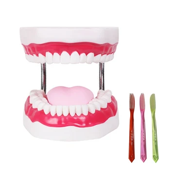 4XBD Имитационная Обучающая Модель Чистки Зубов с Зубной Щеткой Забавная Медицинская Имитация Стоматологической Формы Детская Притворная Игрушка