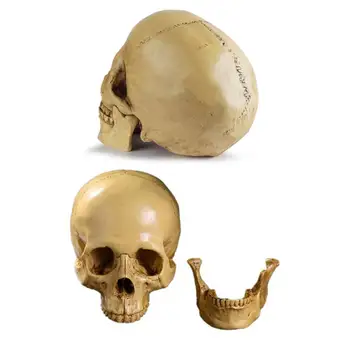 Модель черепа на Хэллоуин Реалистичная модель черепа в натуральную величину со съемной нижней челюстью, учебное пособие по медицинской анатомии на Хэллоуин