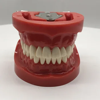 Стандартная модель для обучения стоматологии с 32 Ввинчивающимися Зубьями 5ШТ