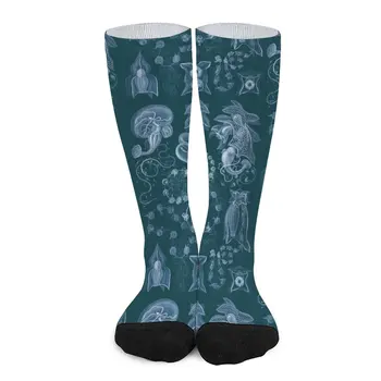 Эрнст Геккель - Носки Siphonophorae, Забавные носки, незаменимые забавные носки для женщин, компрессионные чулки для женщин